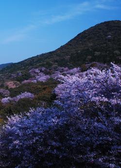 53：金立公園の桜.JPG