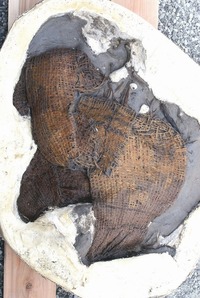 金立