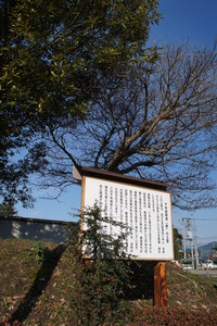 金立