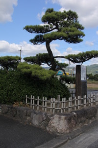 金立