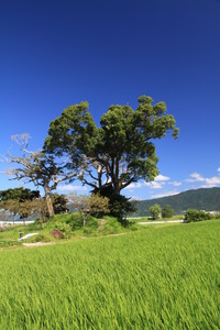金立