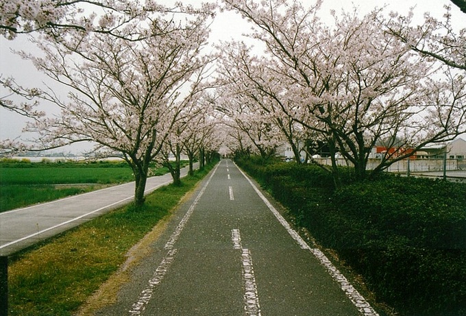 桜並木２.jpg
