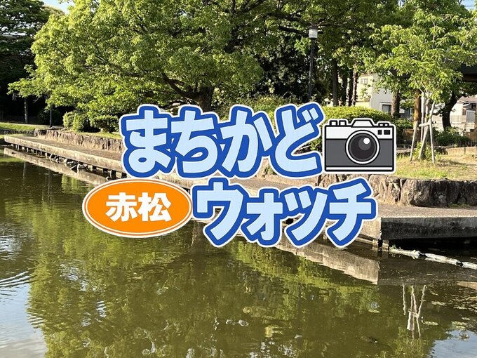 赤松