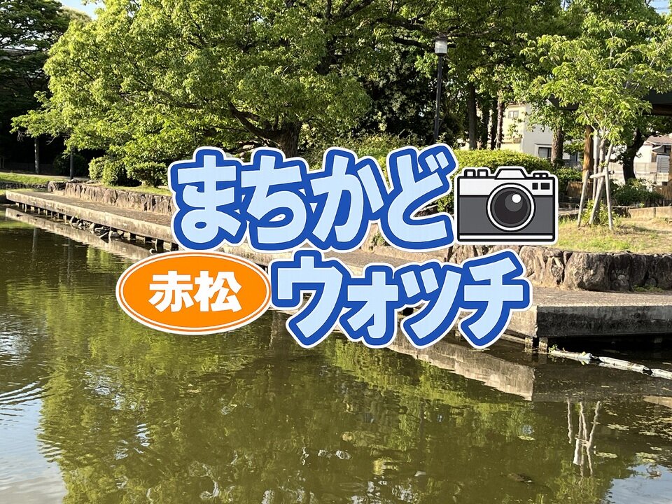 赤松