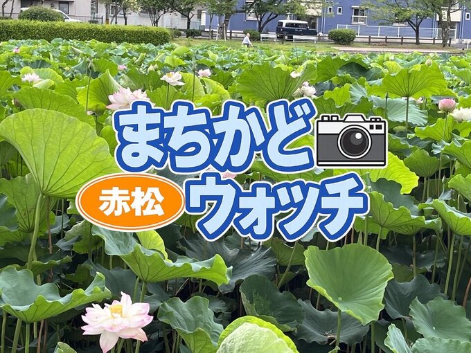 赤松