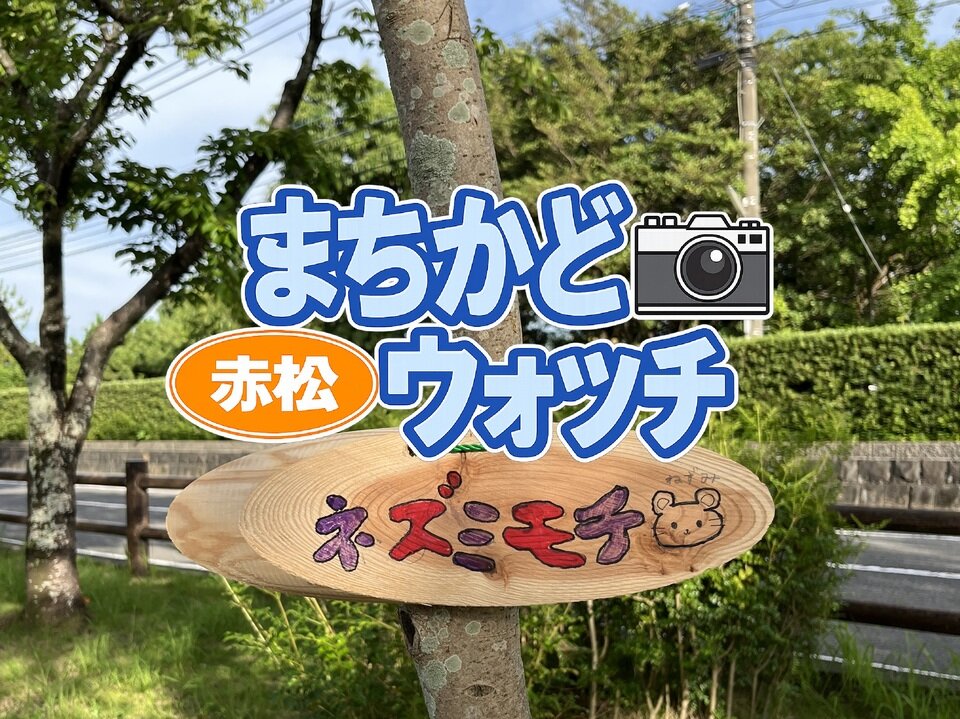 赤松