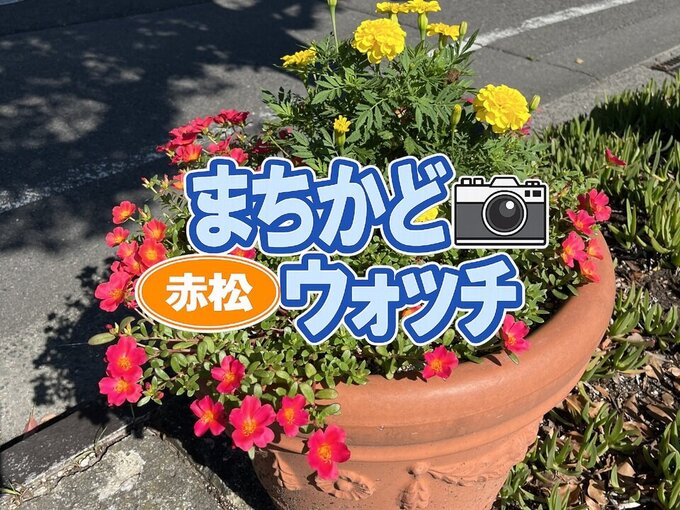 赤松
