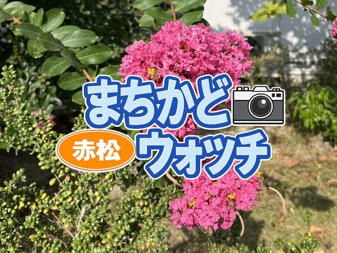 赤松