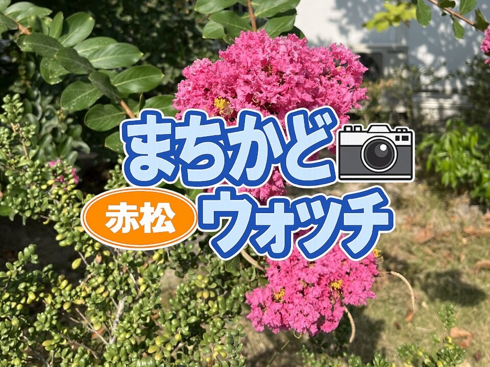 赤松