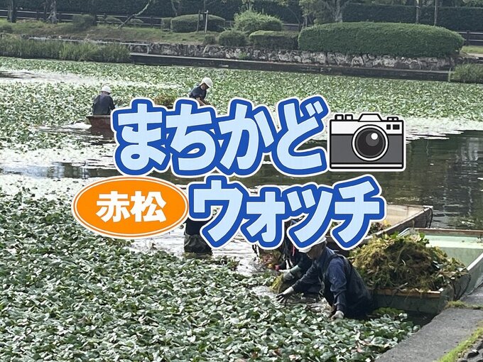 赤松