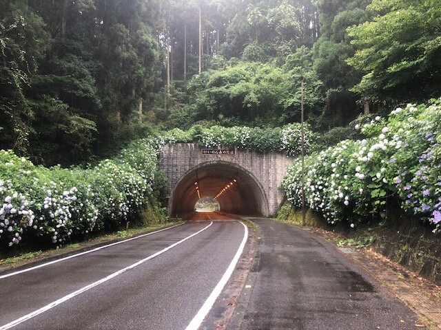 北山あじさい1