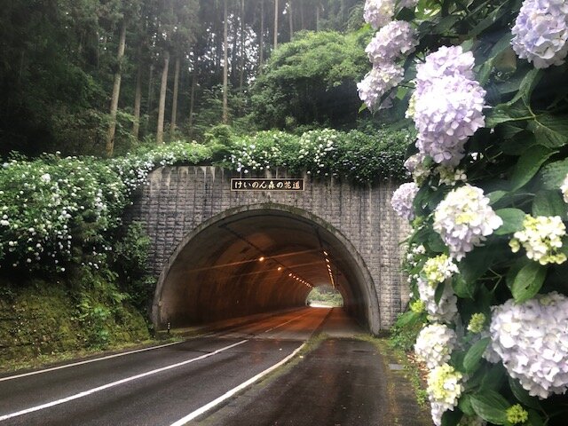 北山あじさい2