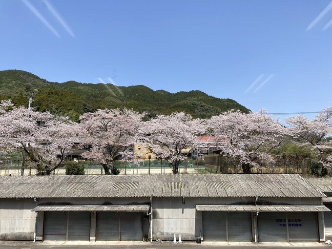 桜.jpeg