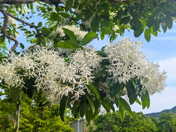 なんじゃもんじゃの木。開花。