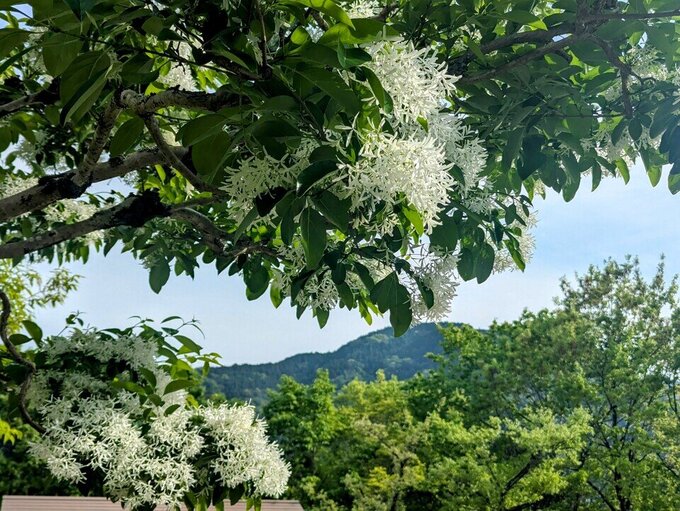 なんじゃもんじゃとお山の景色。