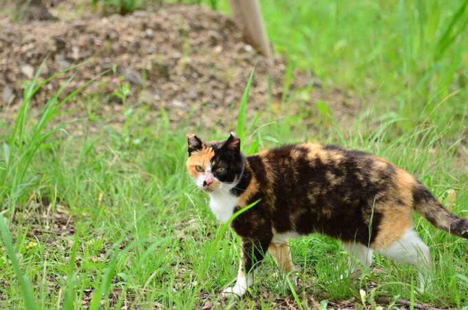 蓮池公園の主