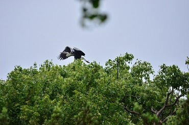 餌やり