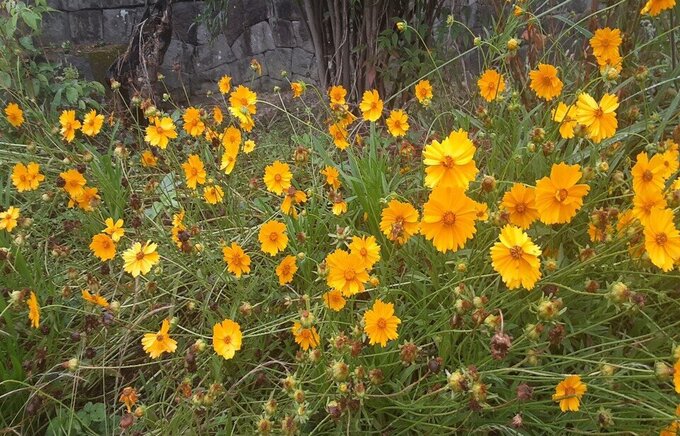 群生するオオキンケイキク