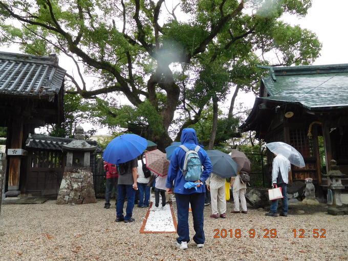 牛嶋天満宮千年の大楠.JPG