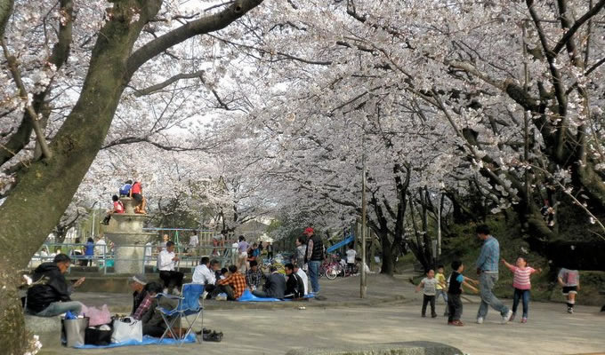 sakura-kasuga.jpg