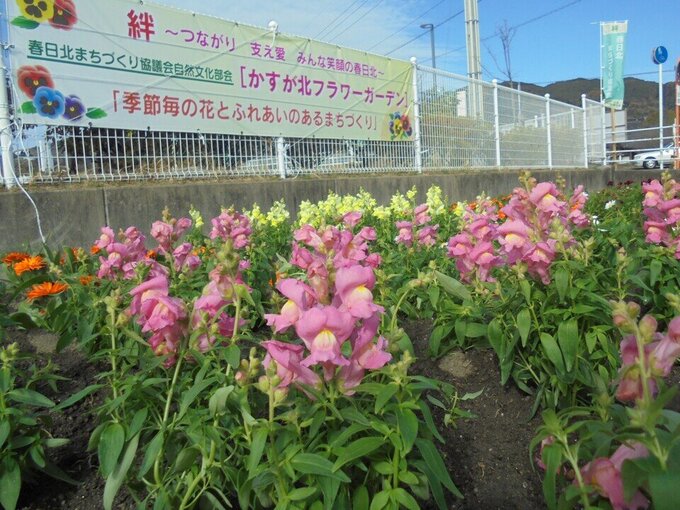 春日北