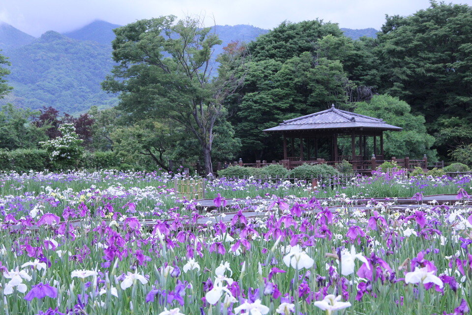 川上