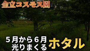 2024年5月金立のほたるが飛び始めた！