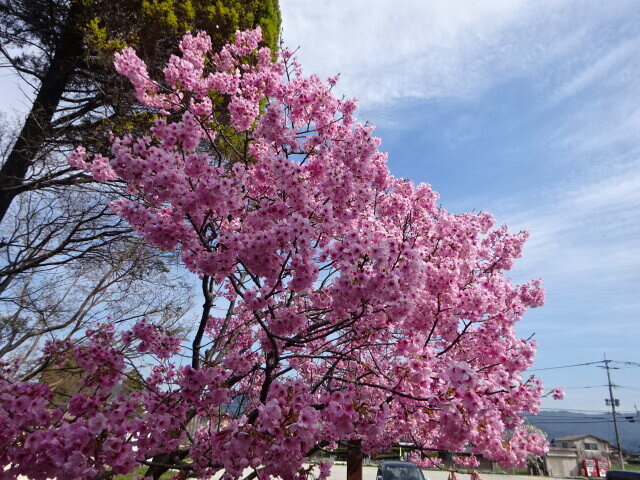 満開のみやび桜.jpg