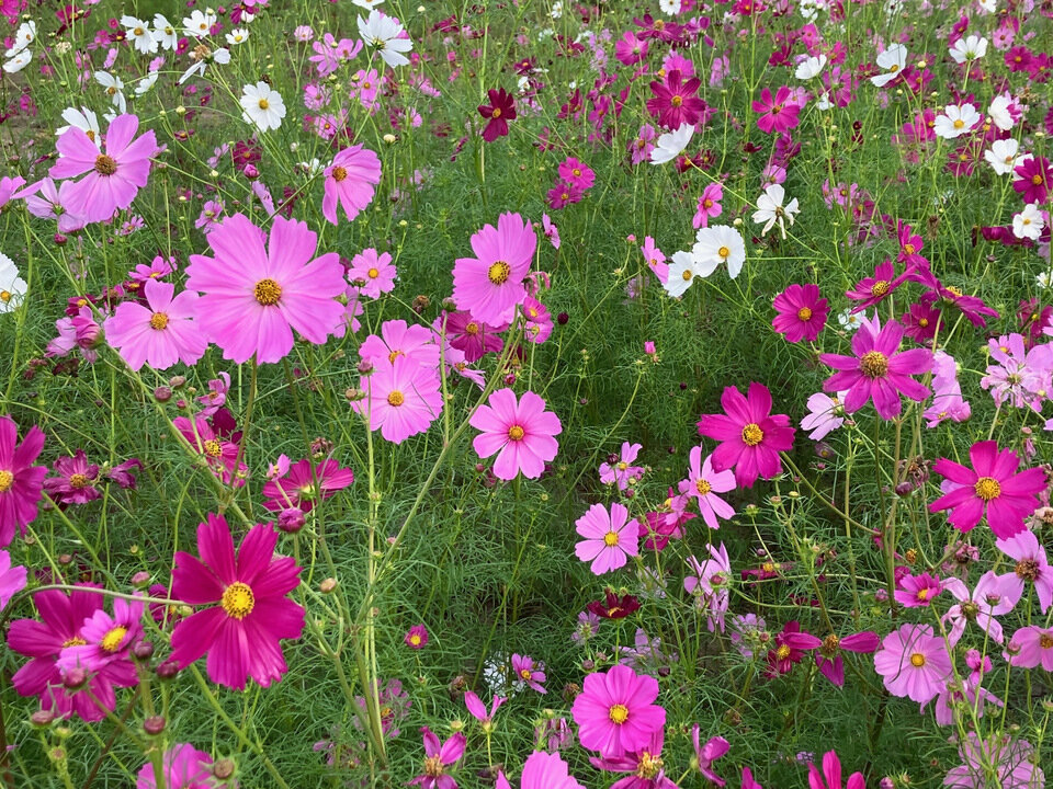 昭和記念公園コスモス0602