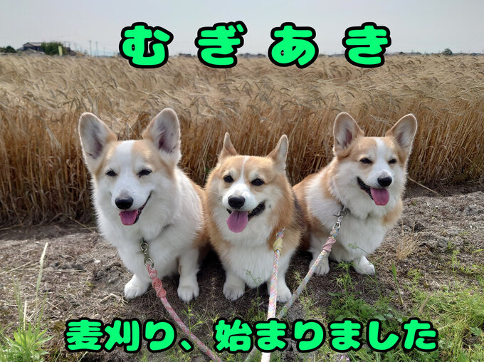 北川副
