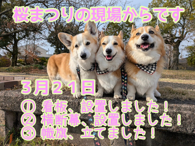 【実況】サイクルロードの桜（3/22）