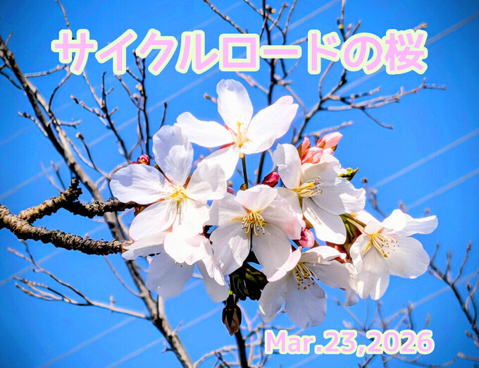 【実況】サイクルロードの桜（3/23）