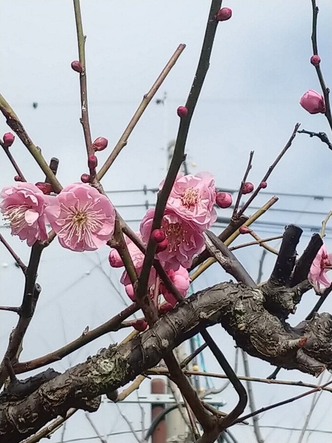 巨勢