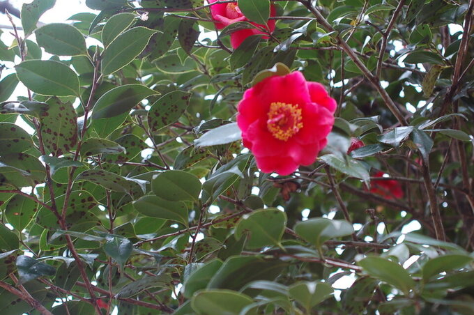 20250313124347-a2db76fc78fc8c8abca676276275f4ac131287ee.jpg