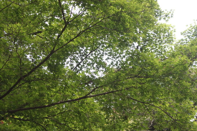 20260504171100-a6778a82e334c8aa09324f826656220c4837dc46.jpg