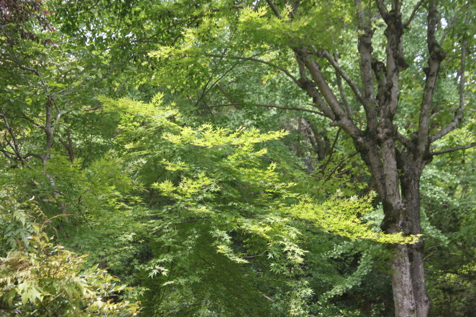久保泉