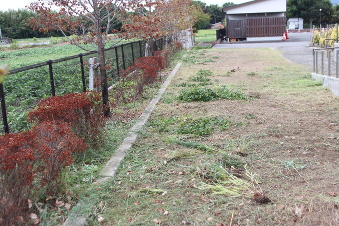 秋の植栽手入れ、除草作業、行っています①草刈までのようす