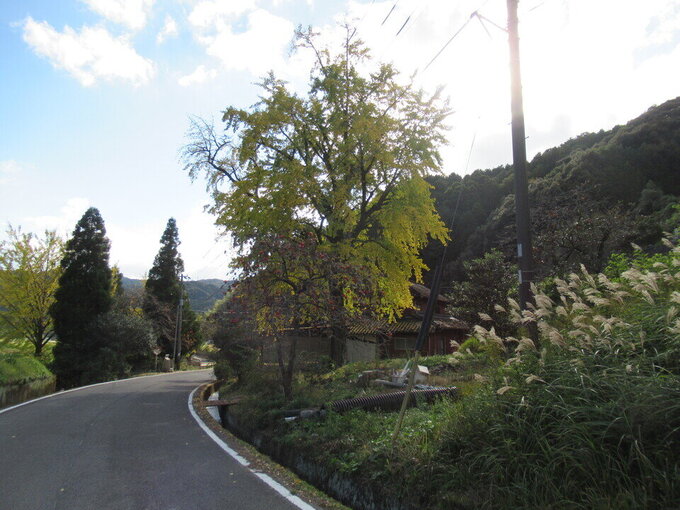 松梅