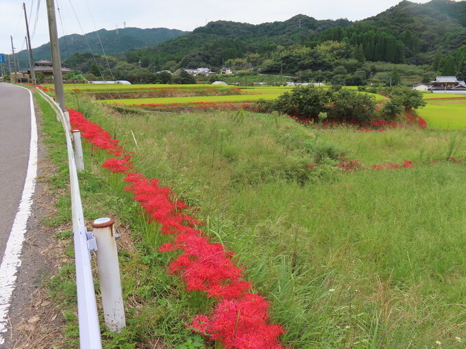 松梅 松梅