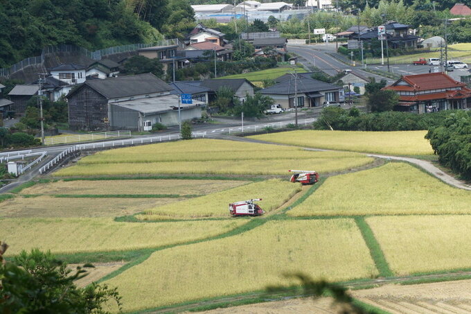 稲刈りが進む田んぼ.jpg