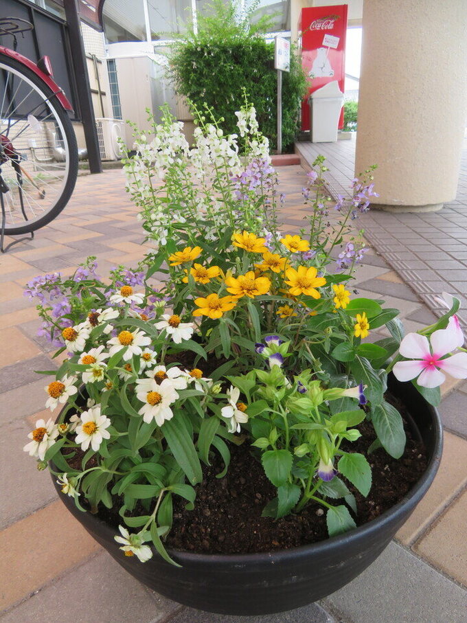 20250624142307-d37174de16c9ff6cfaf0bc51fc35b5199ba9301c.jpgのサムネイル画像のサムネイル画像