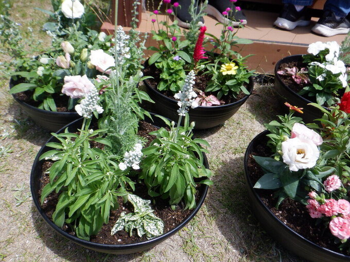 みどりを楽しむ教室寄植え完成.jpg