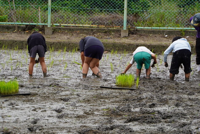 クラスみんなで挑戦！～本庄小学校の田植え体験