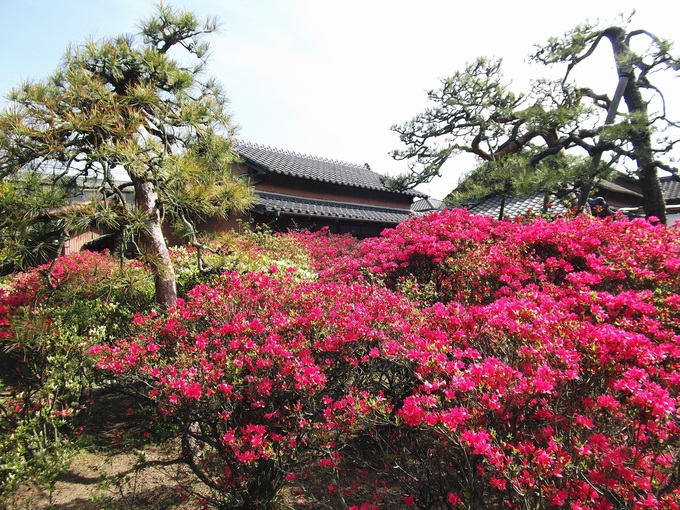 光徳寺のツツジ・ボタン