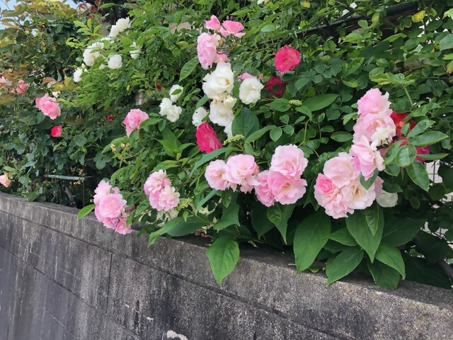 西川副