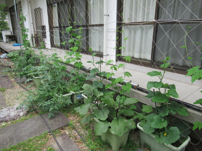 緑6.22②.jpg
