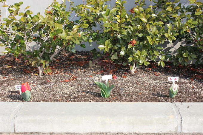 チューリップ花壇.jpgのサムネイル画像